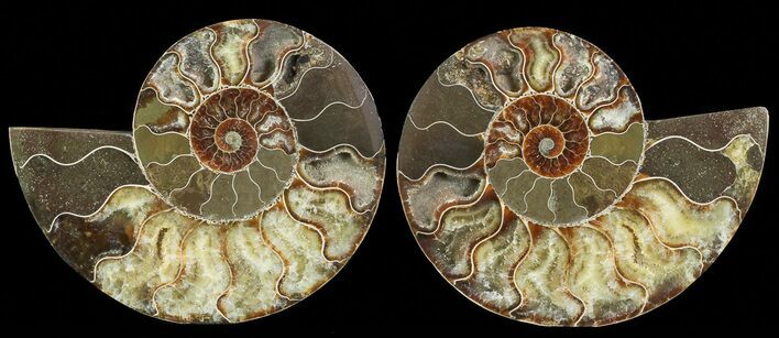 Cut & Polished Ammonite Fossil - Agatized #69028
